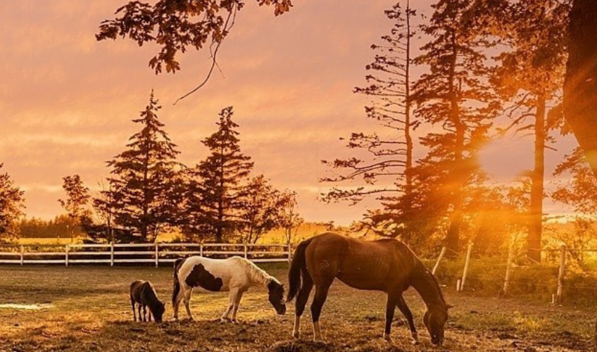 Venture Stables Trail Rides